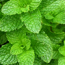 Flavoring Chemical Agents Flavoring Chemical Agents