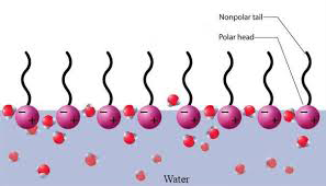 Hydrotrope Cosmetic Surfactants Hydrotrope Cosmetic Surfactants