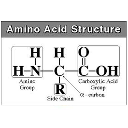 Amino Acids and Derivatives